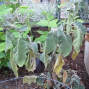 Eggplant leaves are drooping and turning brown.