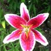 A pink and white lily blossom.
