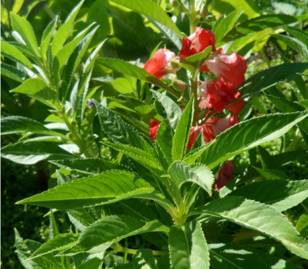 Two tone red flower in leafy plant. Leaves are medium green, lancet and serrated.