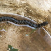Dark snake with side markings in bucket.