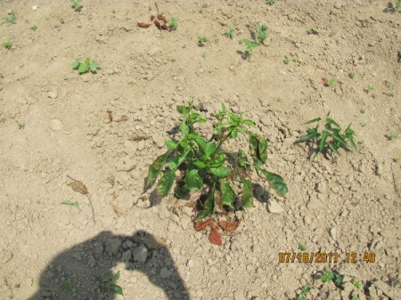 Shadow of person taking photo of pepper plants with brown leaves on ground.