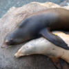 Hugging Seals