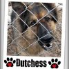 A German Shepard behind a chain link fence