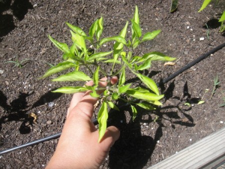 Hand holding pepper plant. Leaves are very curled.