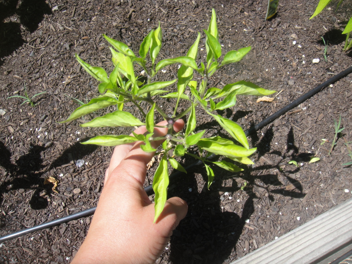 curling-pepper-leaves-thriftyfun