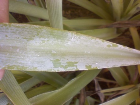 Plant leaf with a white scale.