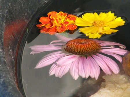 Flowers in Fountain