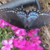 Butterfly on Phlox