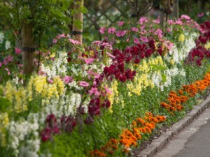 Bed of annuals