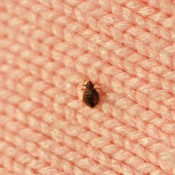 Getting Rid of Bed Bugs, A bed bug on a blanket