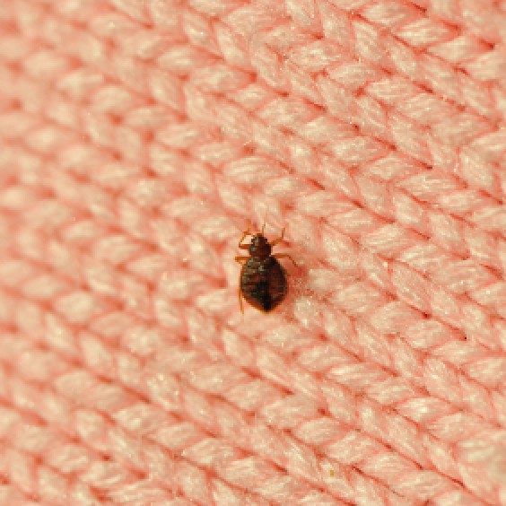 Getting Rid of Bed Bugs | ThriftyFun