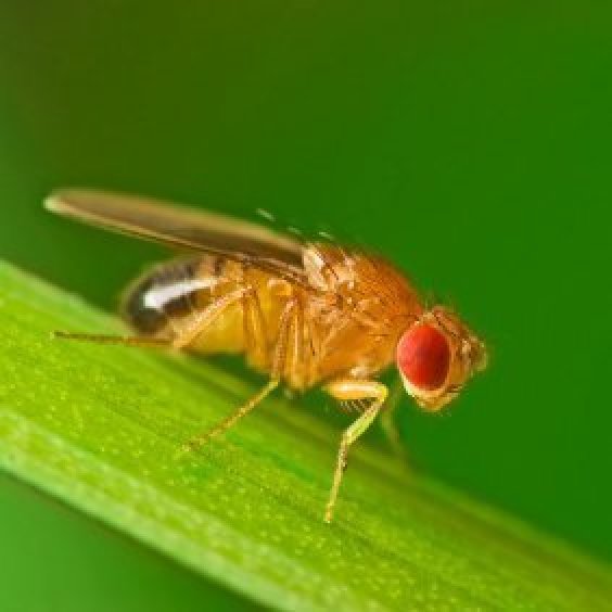 getting-rid-of-fungus-flies-in-your-houseplants-thriftyfun