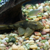 Cleaning an Aquarium, Pleco in Aquarium