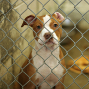 A dog awaiting adoption.