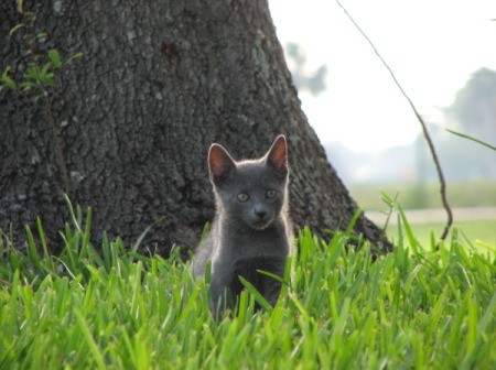 Baby Cat Russian Blue