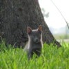 Baby Cat Russian Blue