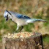 Saving Money on Wild Birdseed, Blue Jay standing on a tree stumo eating birdseed