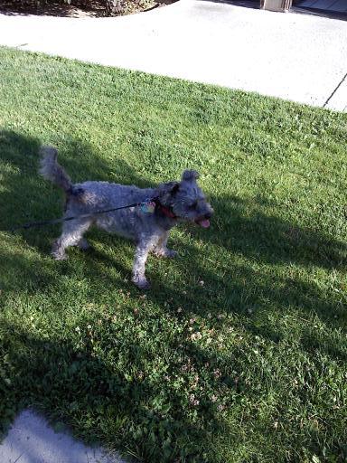 Small dog standing on lawn.