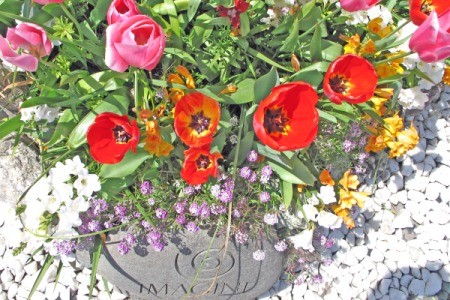 Red and pink tulips in the garden