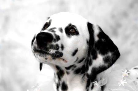 Raleigh Dalmatian Snowflake