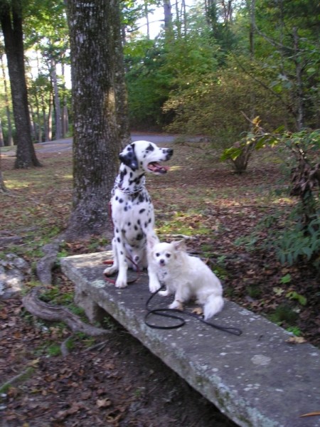 Raleigh Dalmatian in Park