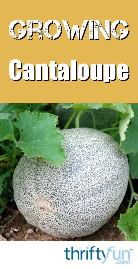 Growing Cantaloupe | ThriftyFun
