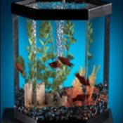 Small fish tank with fish and plants inside.