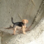 Dog standing on a rock ledge.