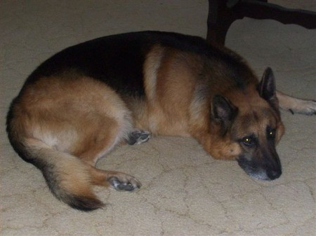 Lounging German Sheppard