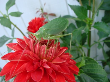 A red zinnia growing in a garden.