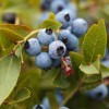 Blueberries growing on a bush.
