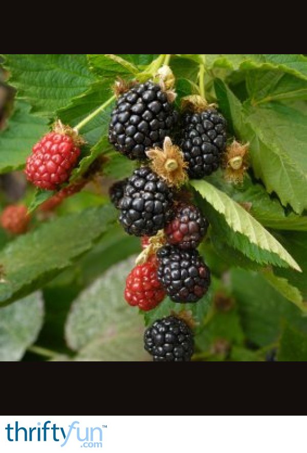 Growing Blackberries ThriftyFun