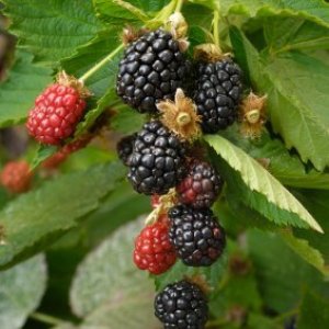 Blackberries ripening on a vine.