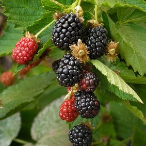 Growing Blackberries ThriftyFun