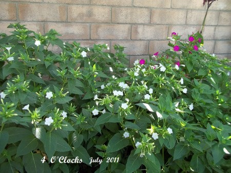 Flowers in Secret Garden