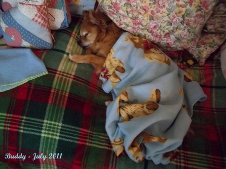 Buddy Napping on Quilt