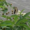 Butterfly at Hartwell Lake