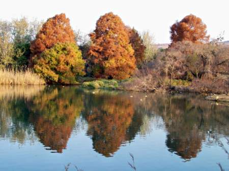 Red trees reflected in calm pond