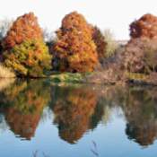 Red trees reflected in calm pond