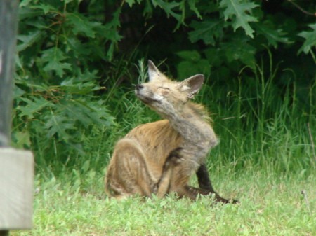 Fox scratching itself