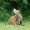 Fox scratching itself