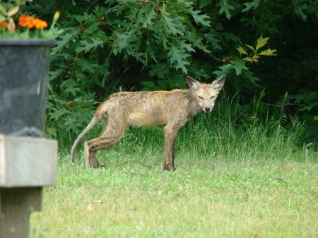 Fox standing in yard