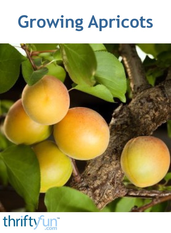 Growing Apricots | ThriftyFun