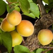 Apricots hanging on the tree.