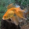 Fancy goldfish swimming in a tank.
