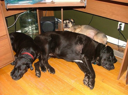 Three large dogs sleeping together on wood floor