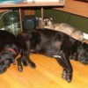 Three large dogs sleeping together on wood floor