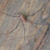 Long legged spider on deck wood.