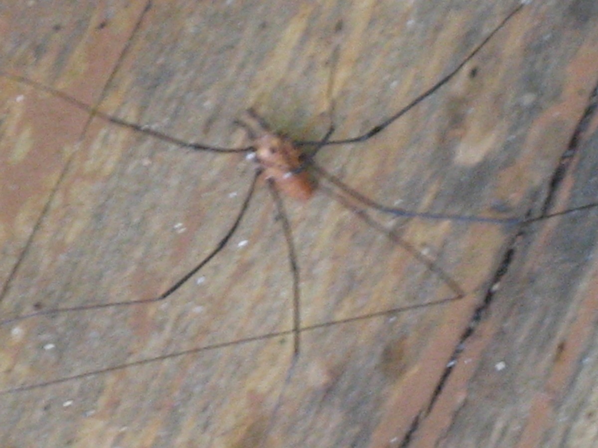 Getting Rid of Spiders in the Garden? ThriftyFun