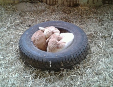 2 kid goats curled up in tire